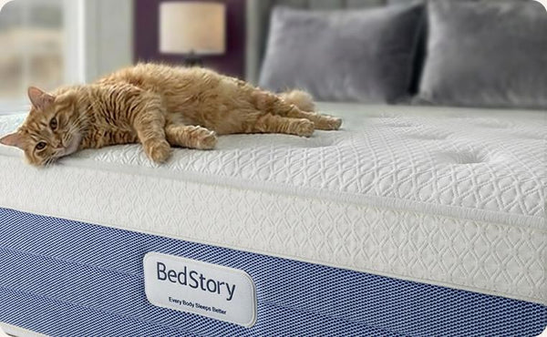 Cat Friendly