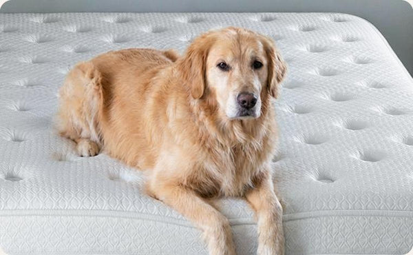Dog Friendly